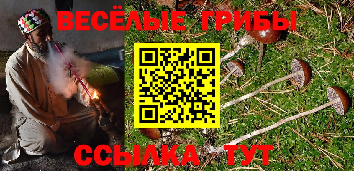 Галлюциногенные грибы Psilocybe Курчатов